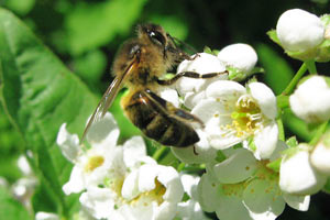 Пчела на цветке Черемухи